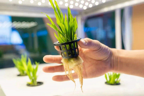 生物育种 种业新时代的探索