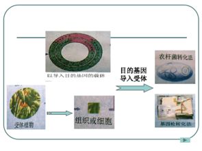 现代生物育种技术 重塑生命密码的智慧革命