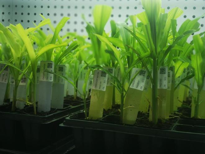 解决生物育种卡脖子难题,艾迪晶生物获数千万元天使投资