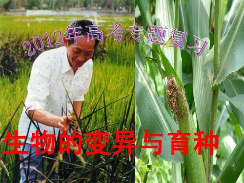2012年高考生物课件:遗传育种专题