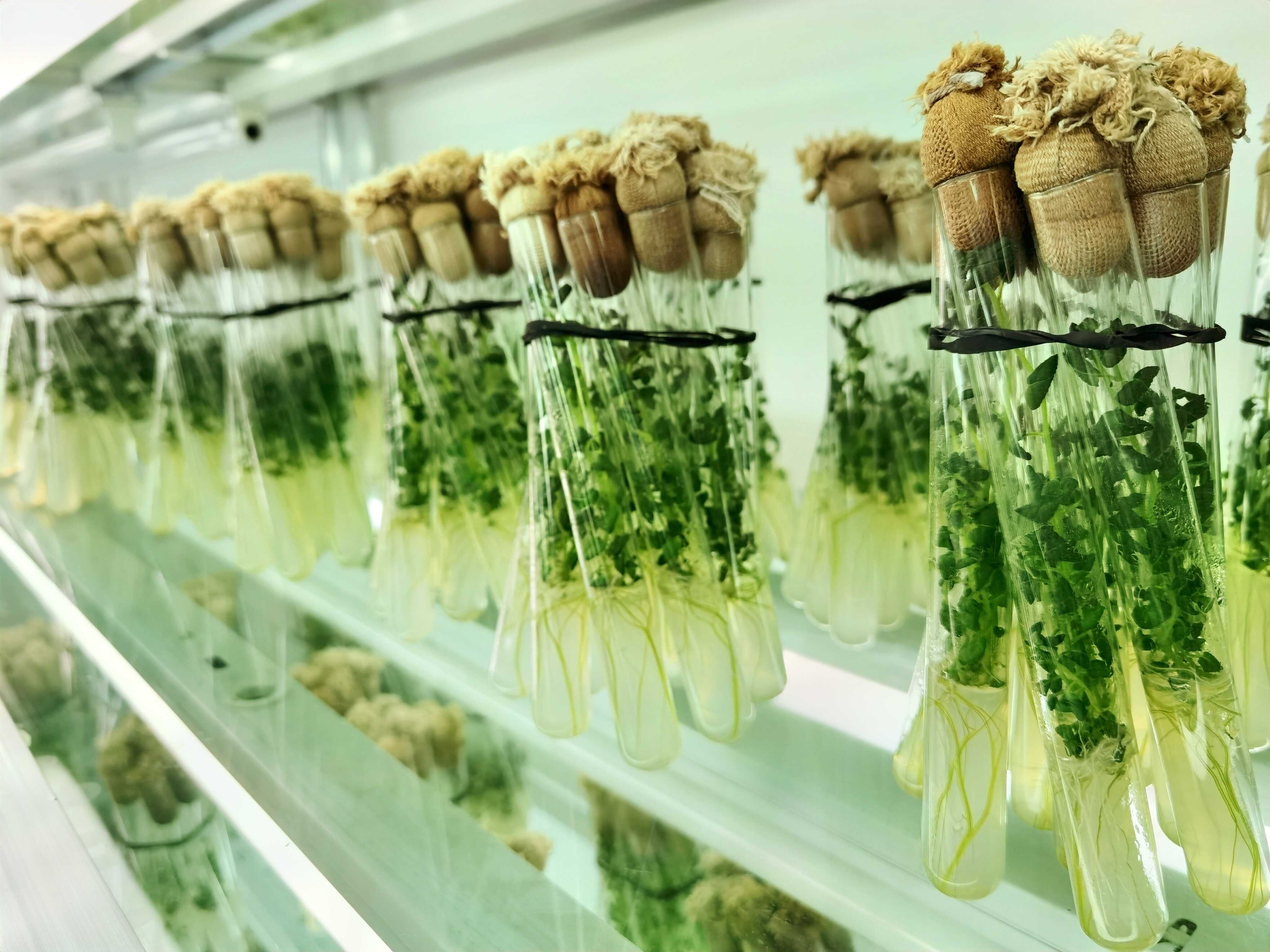 北大荒薯业集团为农业新质生产力再添&ldquo;芯&rdquo;动能