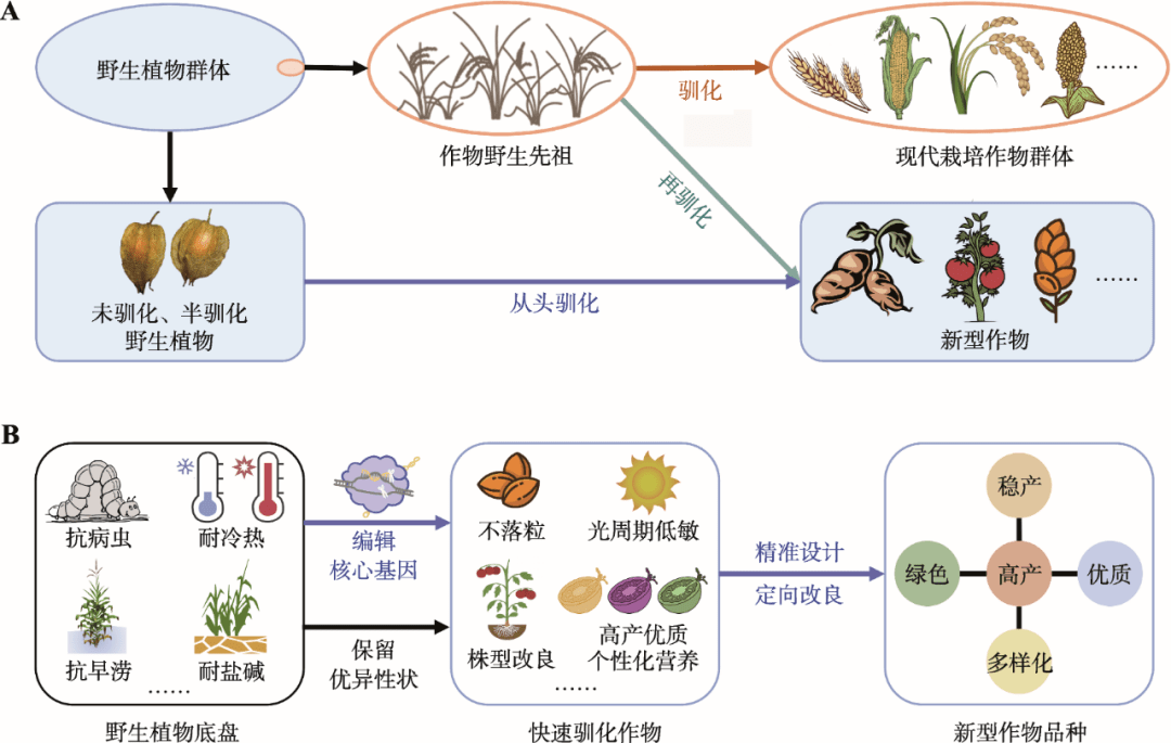 从头驯化 作物品种设计与培育的新方向