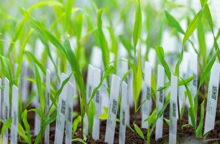 未米生物融资背后 高蛋白玉米如何改写中国生物育种版图？